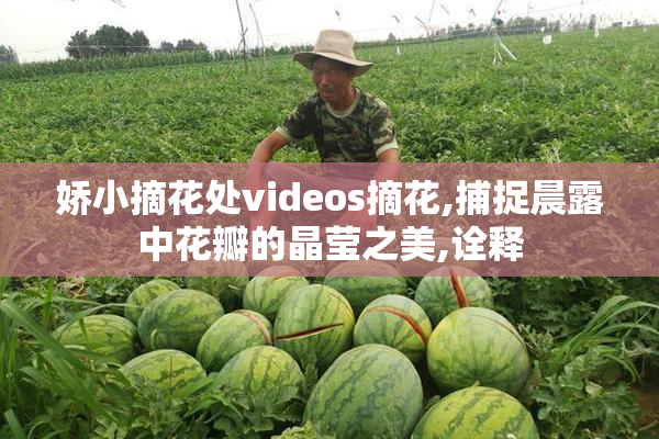 娇小摘花处videos摘花,捕捉晨露中花瓣的晶莹之美,诠释