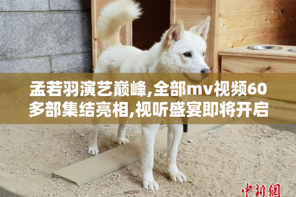 孟若羽演艺巅峰,全部mv视频60多部集结亮相,视听盛宴即将开启,粉丝