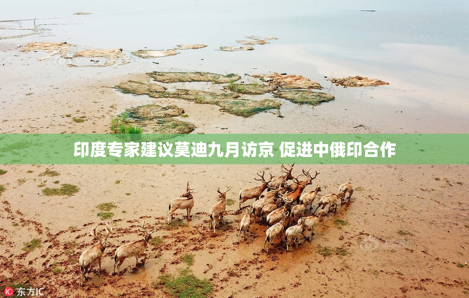 印度专家建议莫迪九月访京 促进中俄印合作
