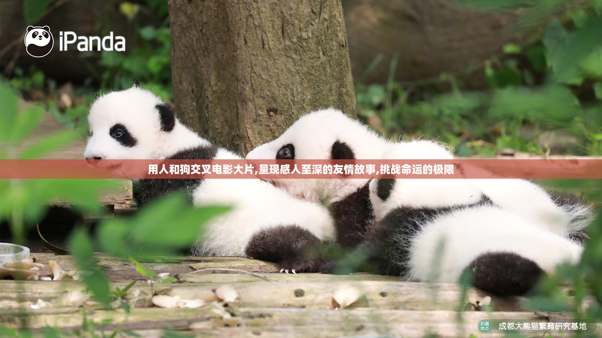 用人和狗交叉电影大片,呈现感人至深的友情故事,挑战命运的极限