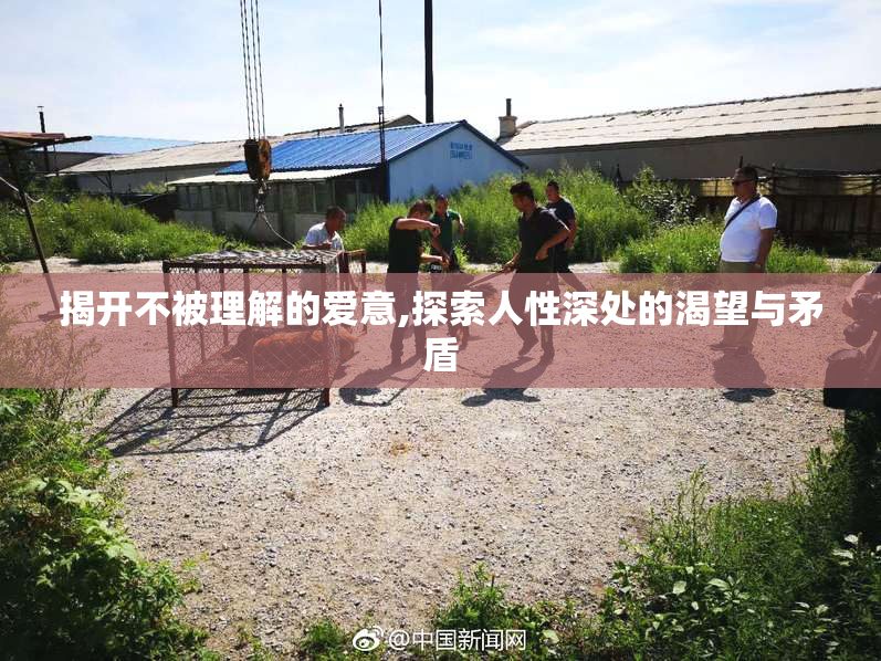 揭开不被理解的爱意,探索人性深处的渴望与矛盾