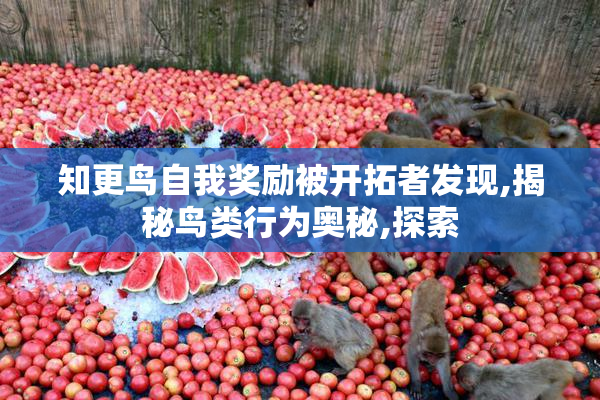 知更鸟自我奖励被开拓者发现,揭秘鸟类行为奥秘,探索