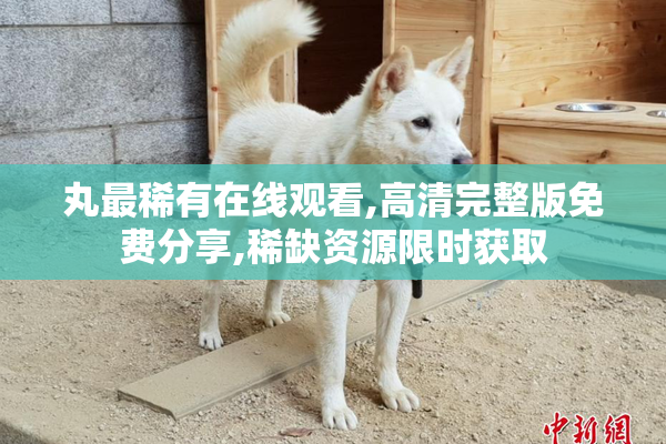 丸最稀有在线观看,高清完整版免费分享,稀缺资源限时获取