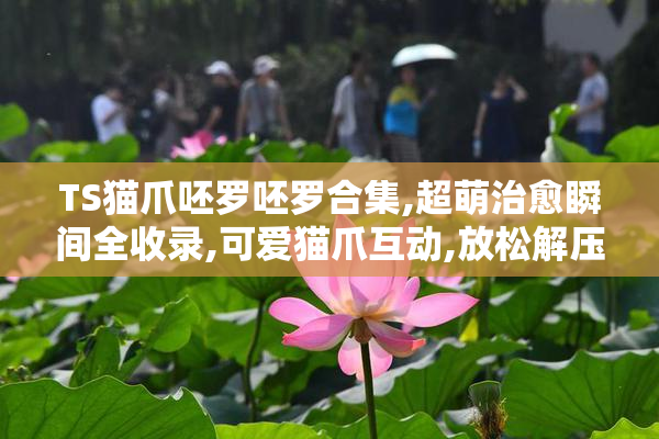 TS猫爪呸罗呸罗合集,超萌治愈瞬间全收录,可爱猫爪互动,放松解压必备