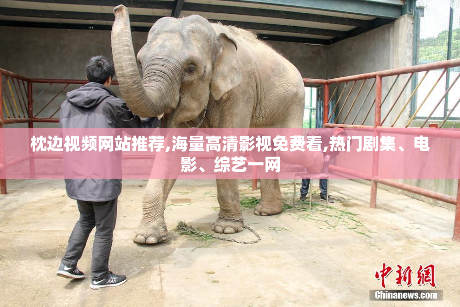 枕边视频网站推荐,海量高清影视免费看,热门剧集、电影、综艺一网