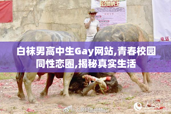 白袜男高中生Gay网站,青春校园同性恋圈,揭秘真实生活