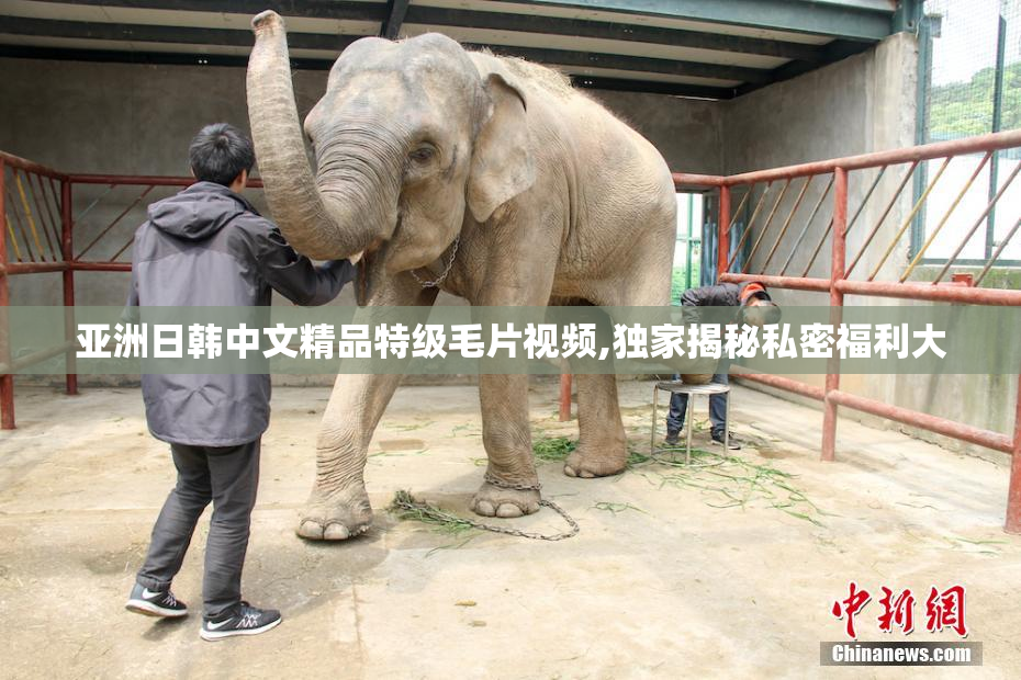 亚洲日韩中文精品特级毛片视频,独家揭秘私密福利大
