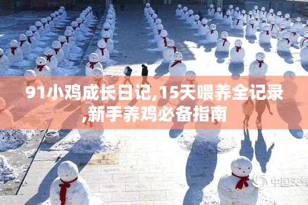 91小鸡成长日记,15天喂养全记录,新手养鸡必备指南