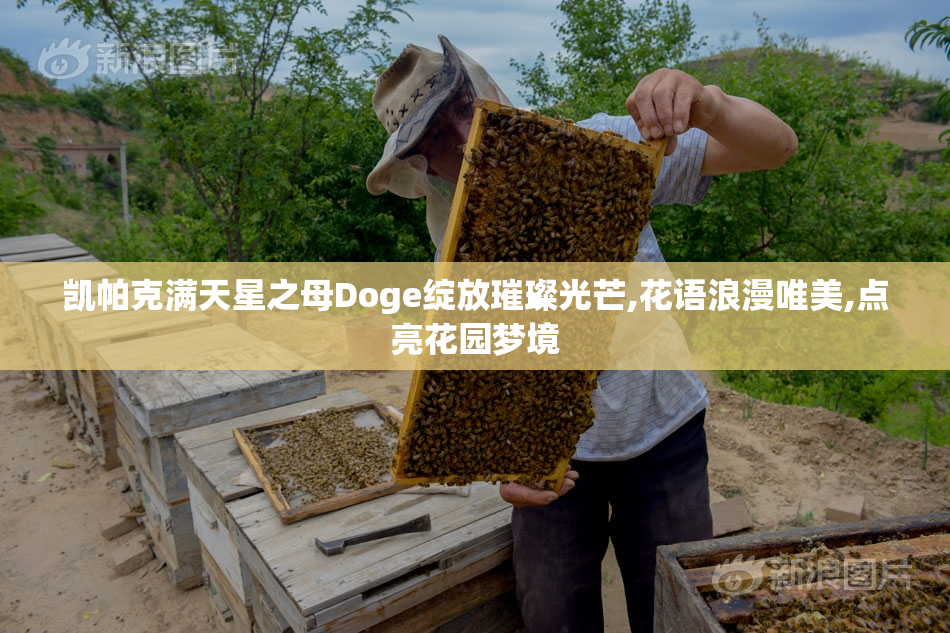 凯帕克满天星之母Doge绽放璀璨光芒,花语浪漫唯美,点亮花园梦境
