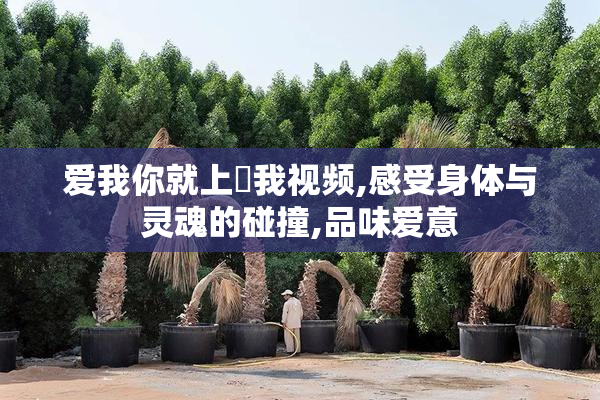 爱我你就上肏我视频,感受身体与灵魂的碰撞,品味爱意