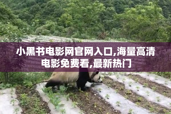 小黑书电影网官网入口,海量高清电影免费看,最新热门