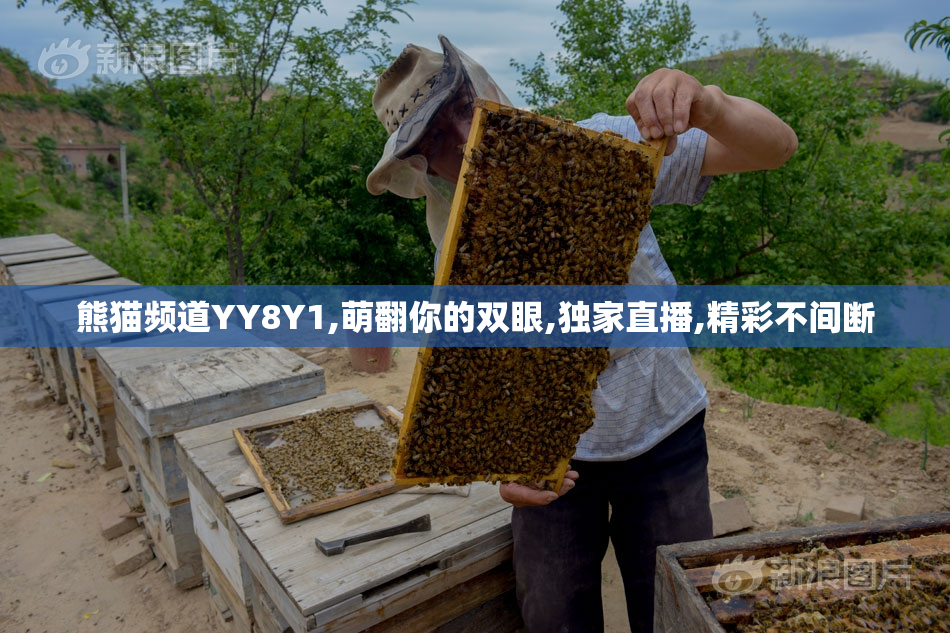 熊猫频道YY8Y1,萌翻你的双眼,独家直播,精彩不间断