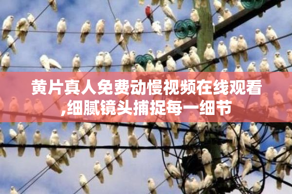 黄片真人免费动慢视频在线观看,细腻镜头捕捉每一细节