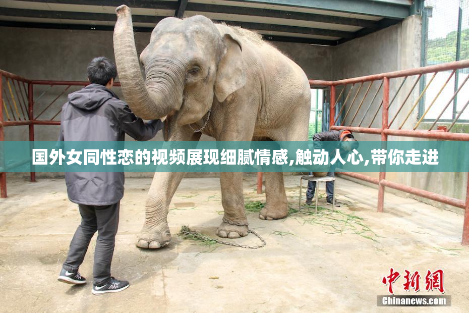 国外女同性恋的视频展现细腻情感,触动人心,带你走进