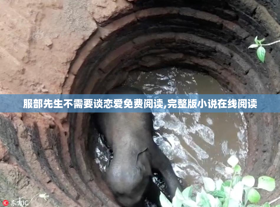 服部先生不需要谈恋爱免费阅读,完整版小说在线阅读