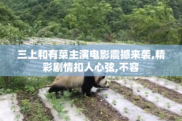 三上和有菜主演电影震撼来袭,精彩剧情扣人心弦,不容