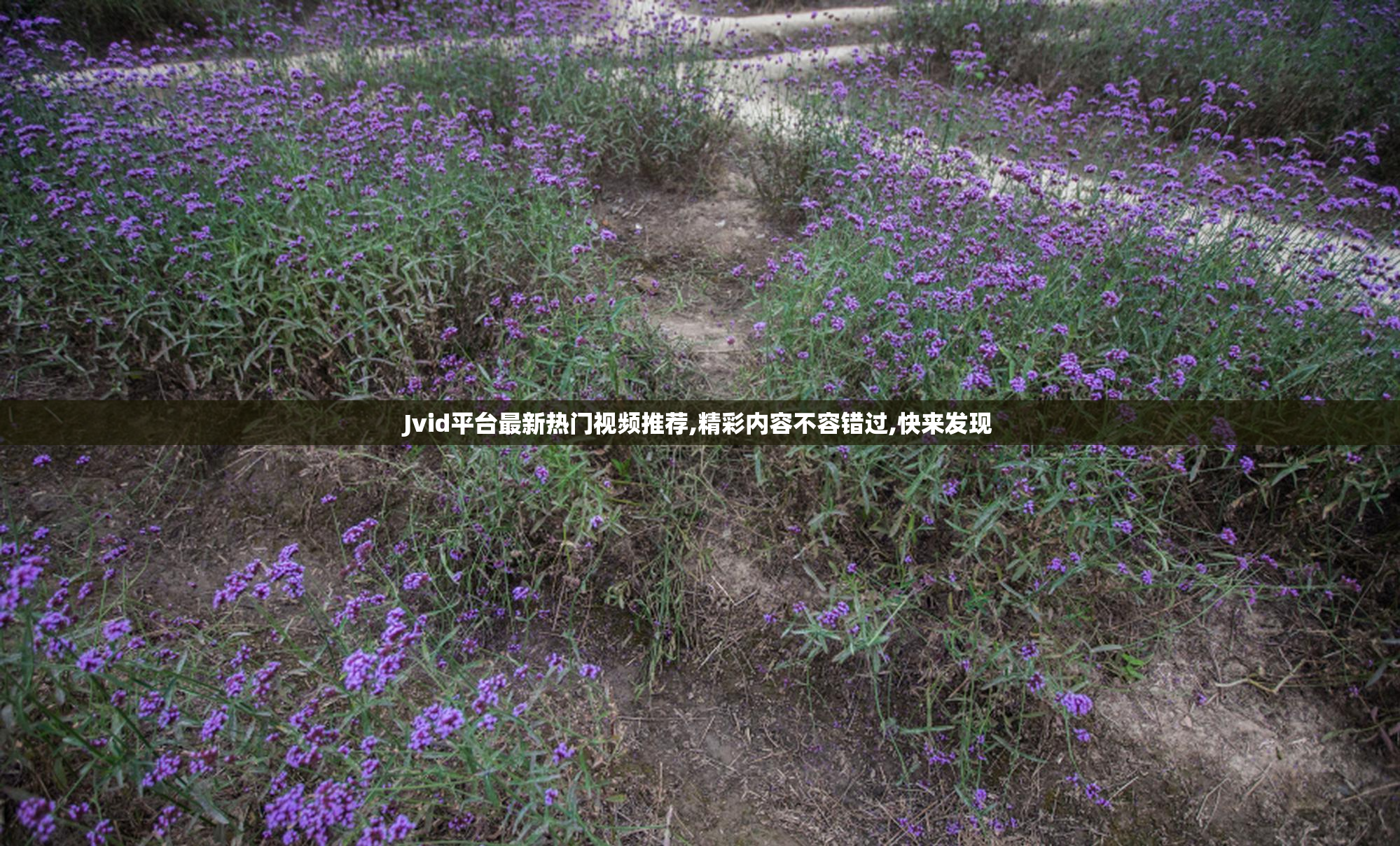 Jvid平台最新热门视频推荐,精彩内容不容错过,快来发现