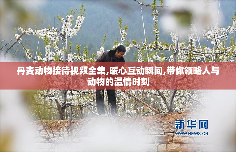 丹麦动物接待视频全集,暖心互动瞬间,带你领略人与动物的温情时刻