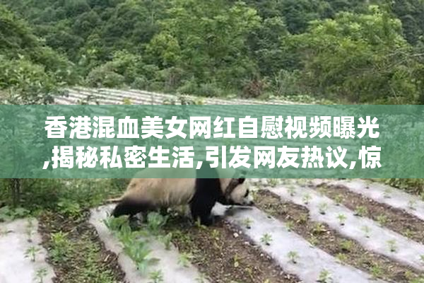 香港混血美女网红自慰视频曝光,揭秘私密生活,引发网友热议,惊艳