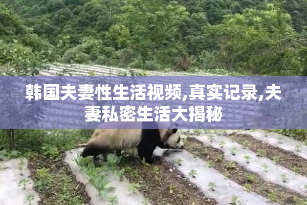 韩国夫妻性生活视频,真实记录,夫妻私密生活大揭秘