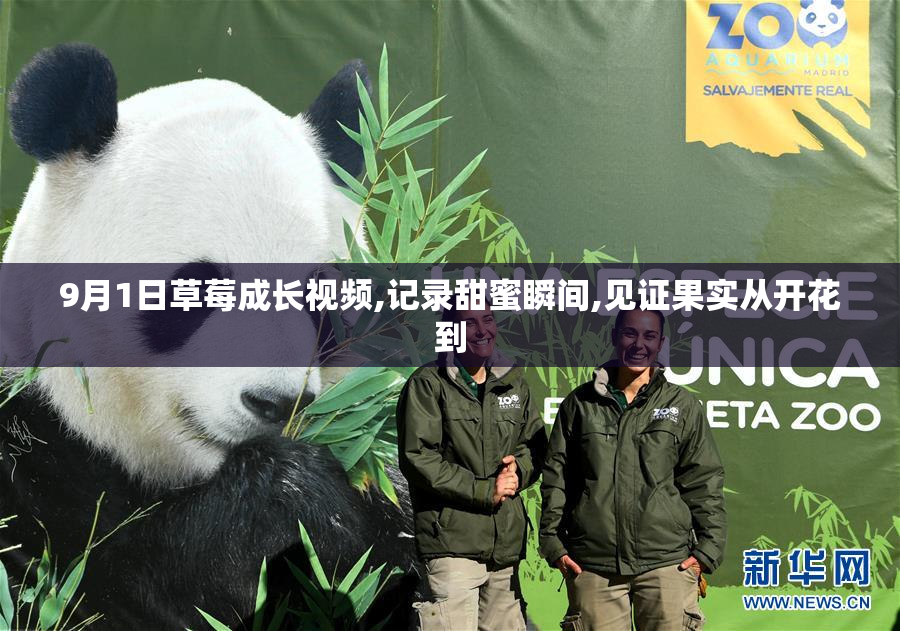 9月1日草莓成长视频,记录甜蜜瞬间,见证果实从开花到