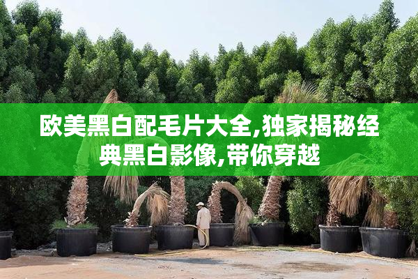 欧美黑白配毛片大全,独家揭秘经典黑白影像,带你穿越