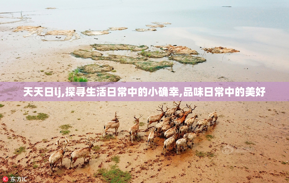 天天日lj,探寻生活日常中的小确幸,品味日常中的美好