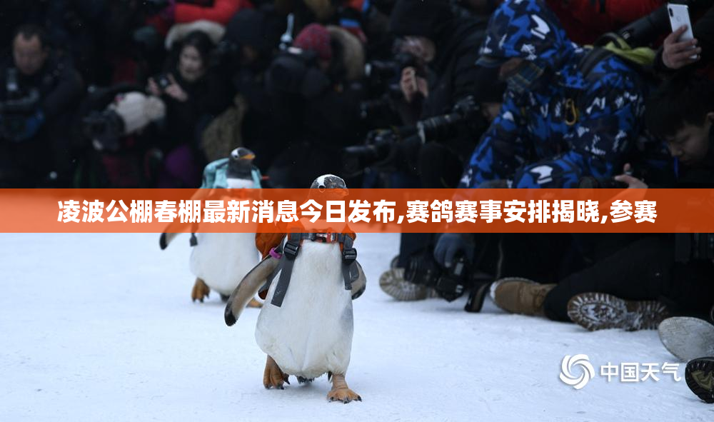 凌波公棚春棚最新消息今日发布,赛鸽赛事安排揭晓,参赛