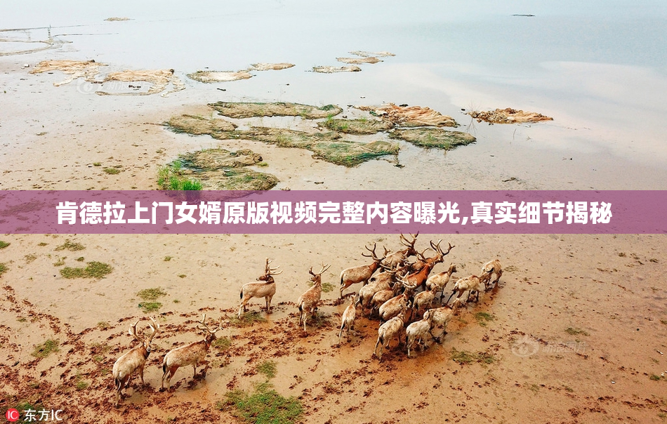 肯德拉上门女婿原版视频完整内容曝光,真实细节揭秘