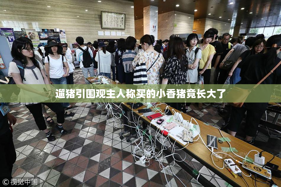 遛猪引围观主人称买的小香猪竟长大了