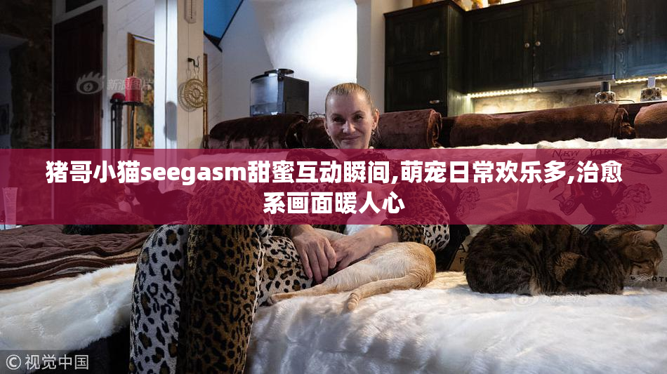 猪哥小猫seegasm甜蜜互动瞬间,萌宠日常欢乐多,治愈系画面暖人心