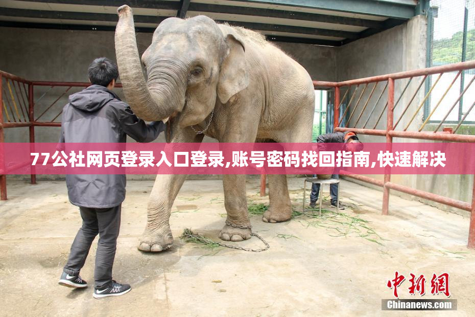 77公社网页登录入口登录,账号密码找回指南,快速解决