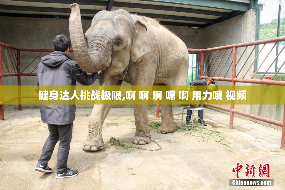 健身达人挑战极限,啊 啊 啊 嗯 啊 用力哦 视频