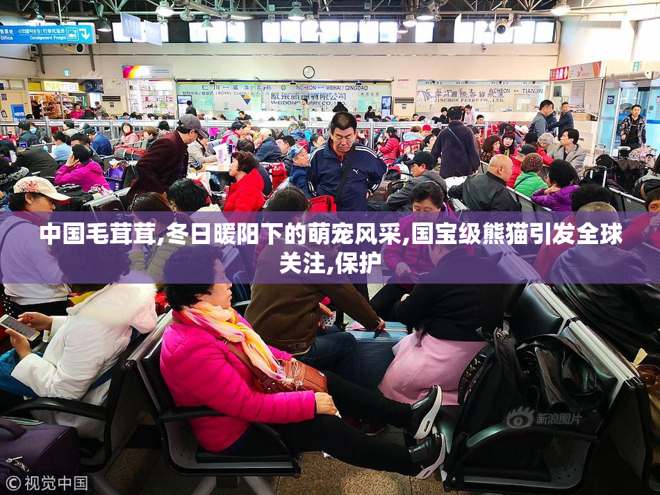 中国毛茸茸,冬日暖阳下的萌宠风采,国宝级熊猫引发全球关注,保护