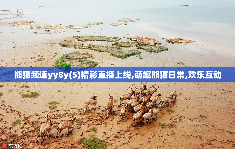 熊猫频道yy8y(5)精彩直播上线,萌趣熊猫日常,欢乐互动