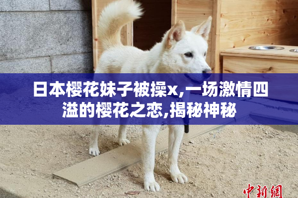 日本樱花妹子被操x,一场激情四溢的樱花之恋,揭秘神秘