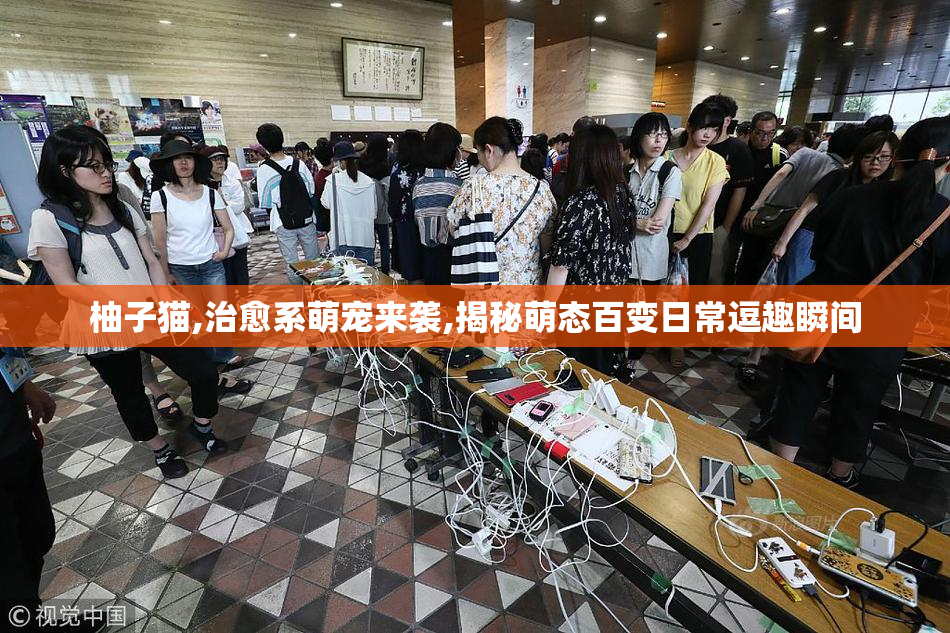 柚子猫,治愈系萌宠来袭,揭秘萌态百变日常逗趣瞬间
