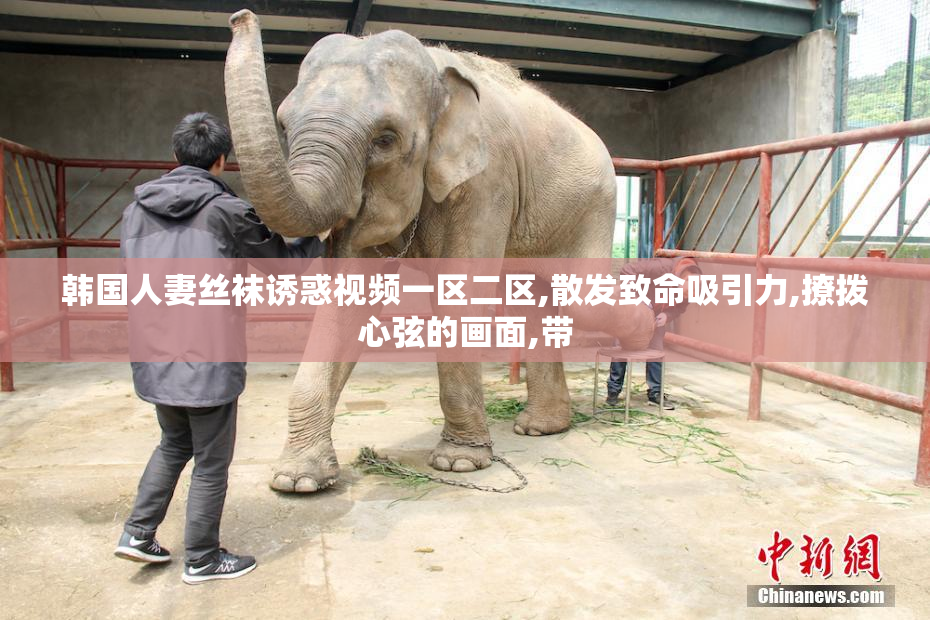 韩国人妻丝袜诱惑视频一区二区,散发致命吸引力,撩拨心弦的画面,带