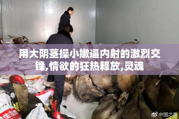 用大阴茎操小嫩逼内射的激烈交锋,情欲的狂热释放,灵魂