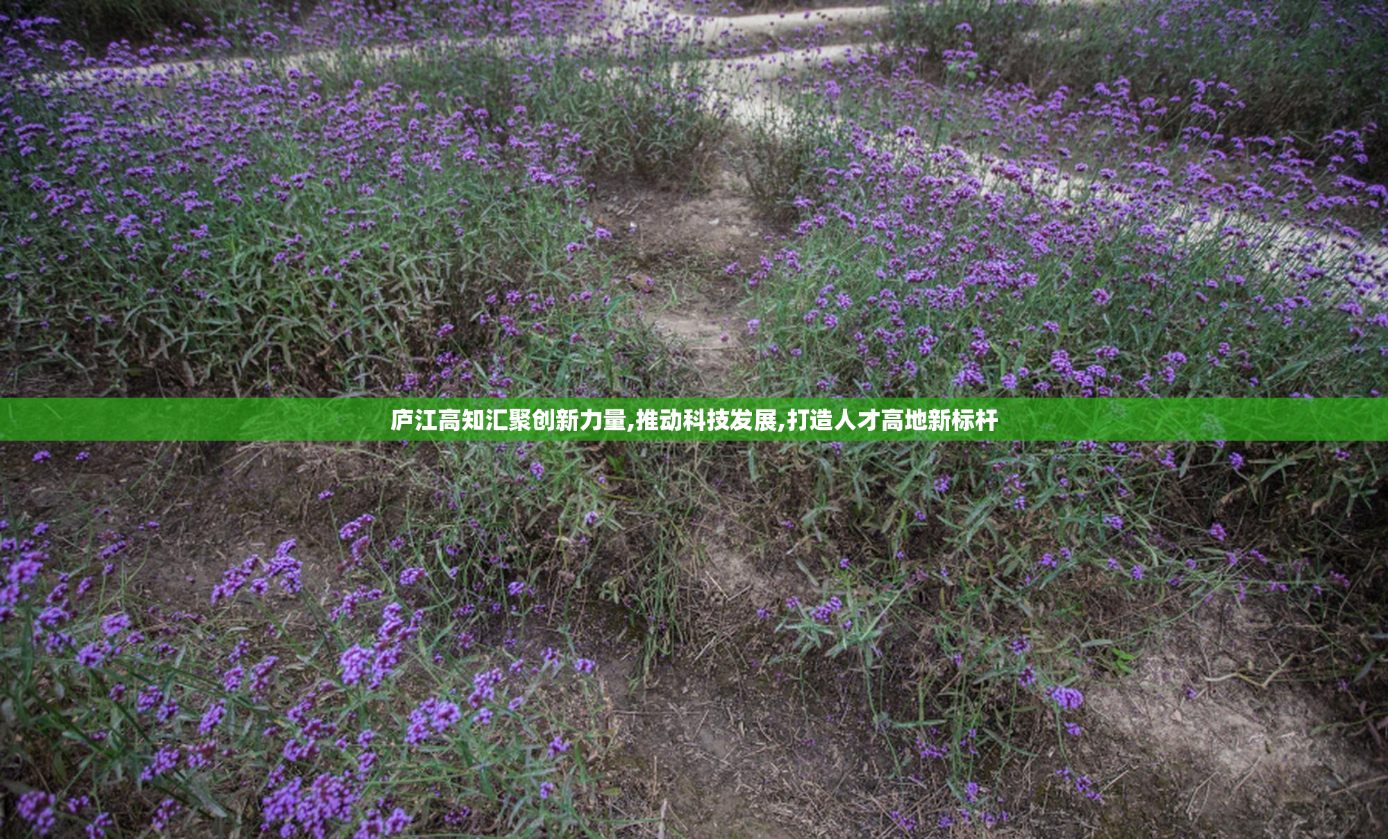 庐江高知汇聚创新力量,推动科技发展,打造人才高地新标杆