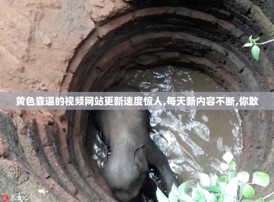黄色靠逼的视频网站更新速度惊人,每天新内容不断,你敢