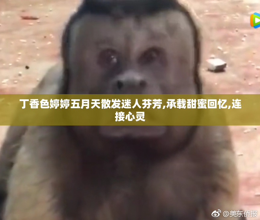 丁香色婷婷五月天散发迷人芬芳,承载甜蜜回忆,连接心灵