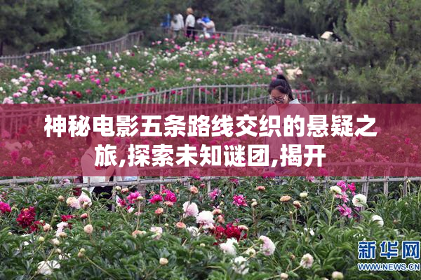 神秘电影五条路线交织的悬疑之旅,探索未知谜团,揭开
