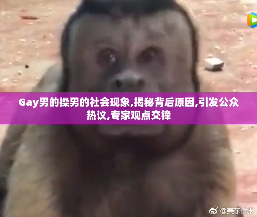 Gay男的操男的社会现象,揭秘背后原因,引发公众热议,专家观点交锋