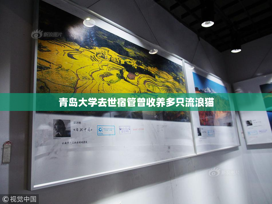 青岛大学去世宿管曾收养多只流浪猫