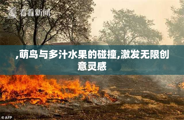 ,萌鸟与多汁水果的碰撞,激发无限创意灵感