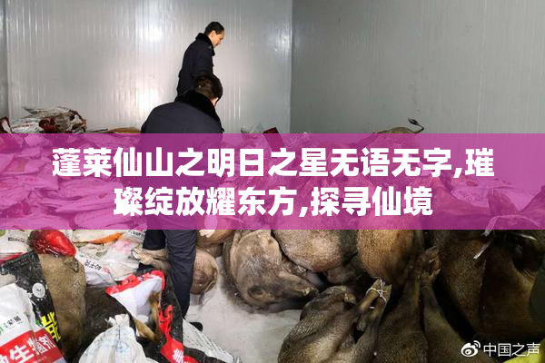 蓬莱仙山之明日之星无语无字,璀璨绽放耀东方,探寻仙境