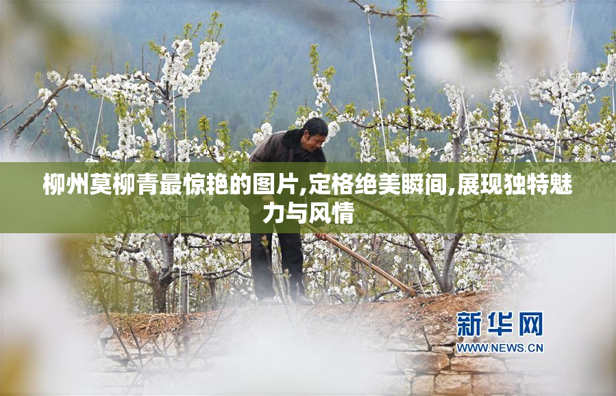 柳州莫柳青最惊艳的图片,定格绝美瞬间,展现独特魅力与风情