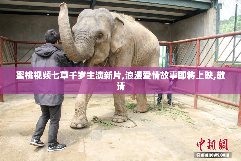 蜜桃视频七草千岁主演新片,浪漫爱情故事即将上映,敬请