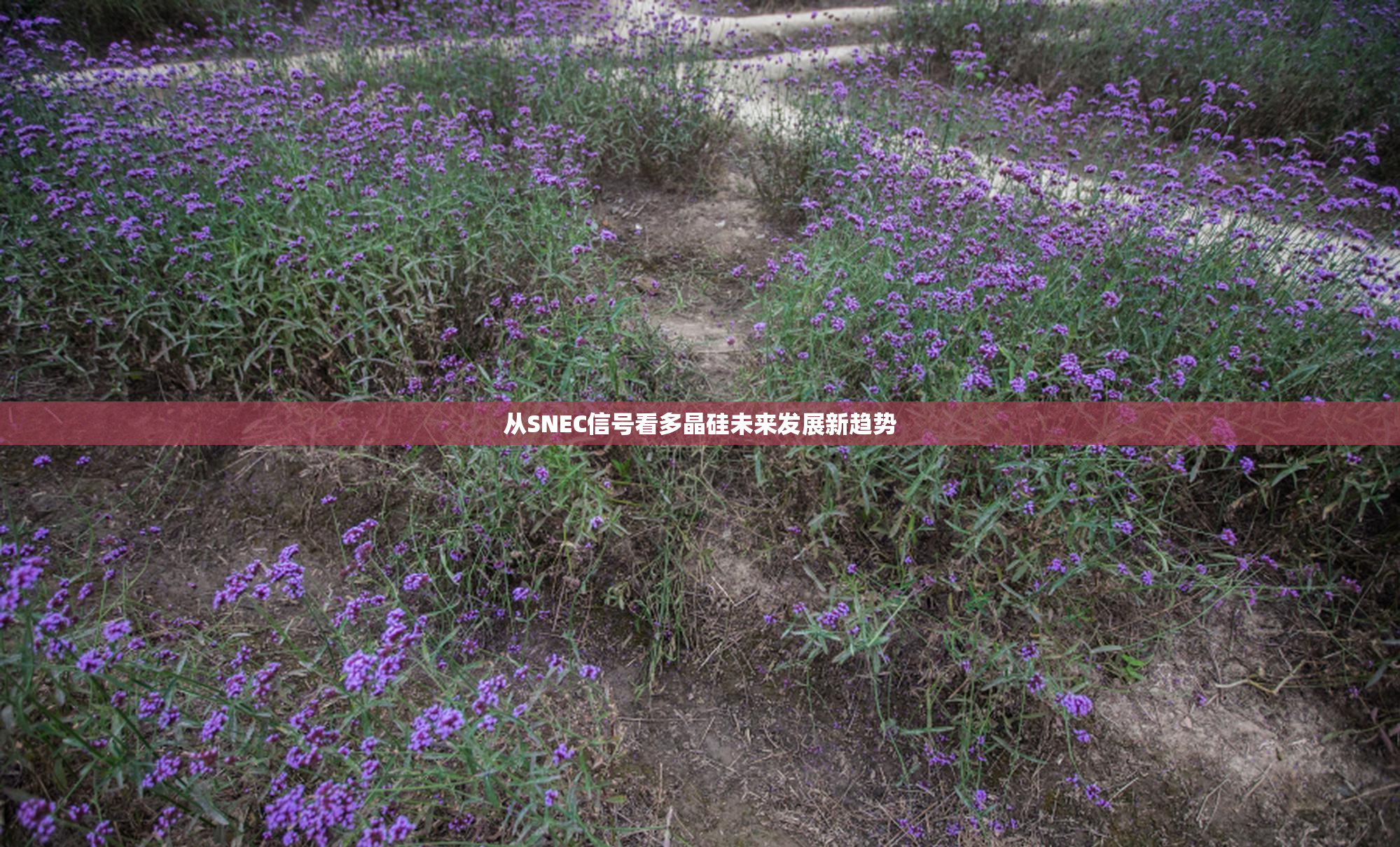 从SNEC信号看多晶硅未来发展新趋势